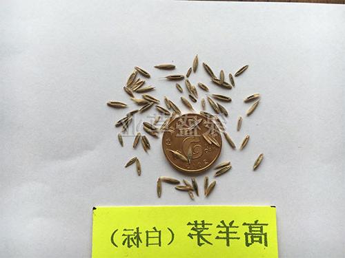 高羊茅（白标)